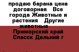 продаю барана цена договорная - Все города Животные и растения » Другие животные   . Приморский край,Спасск-Дальний г.